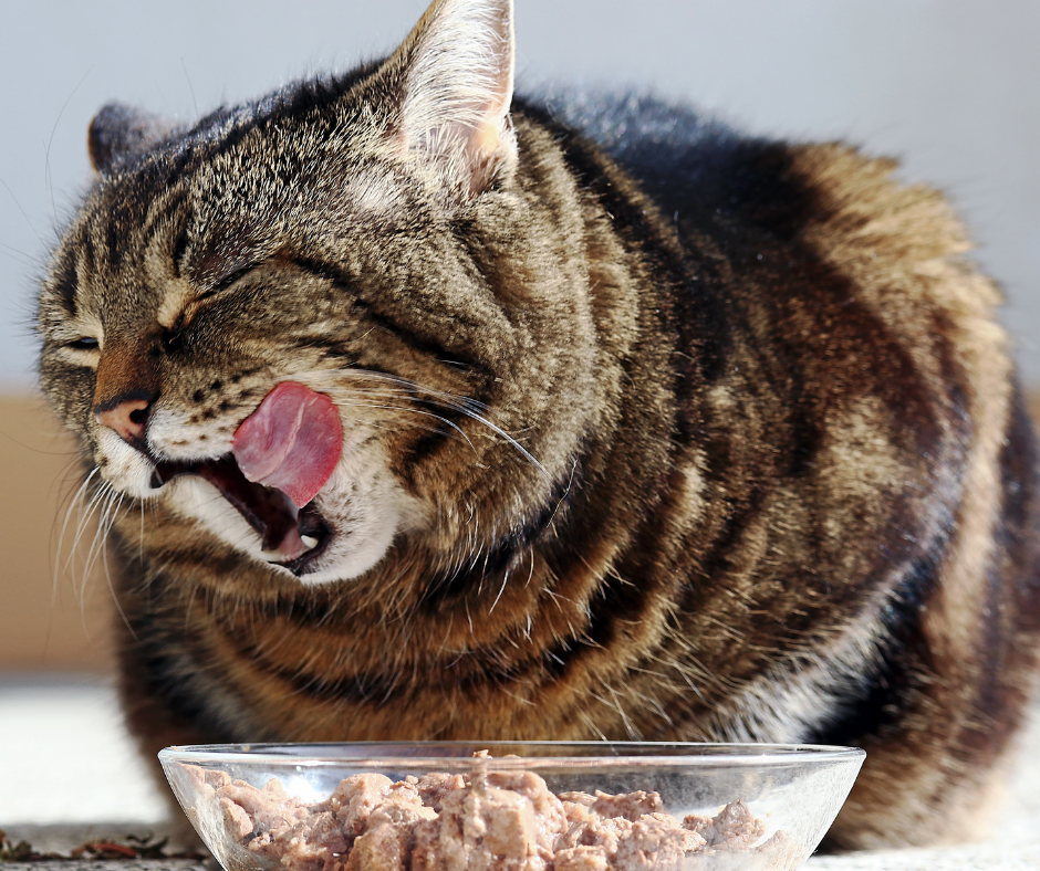 At%C3%BAn%20y%20gatos.png?1748370249117