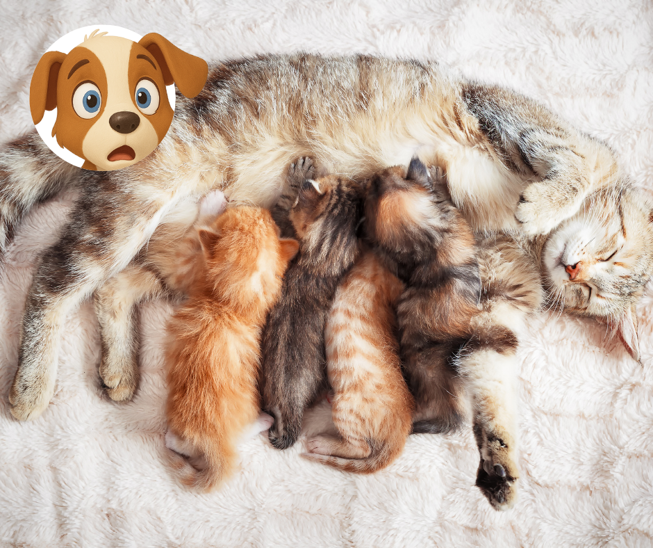 Camada%20de%20gatos.png?1751387833473