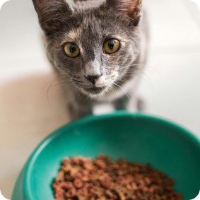Comida%20para%20gatos.png?1755055656439