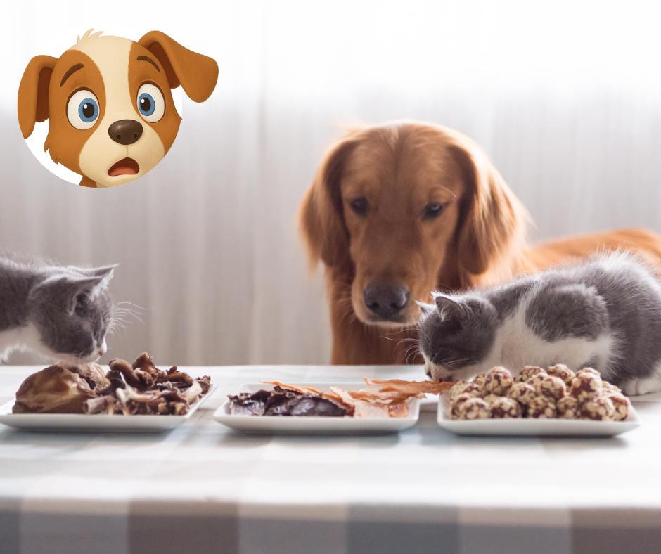 Comida%20y%20gatos.png?1748370160541