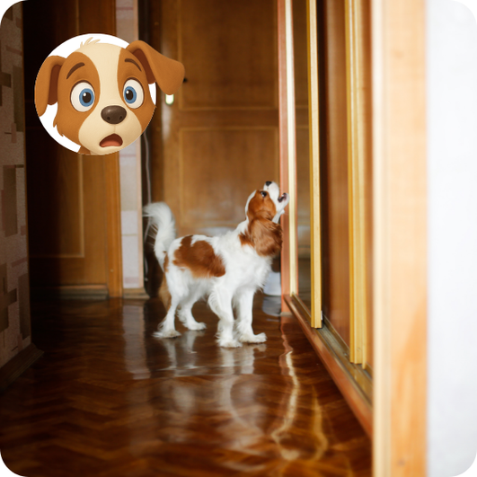 Cookespaniel%20%20ladrando%20de%20%20ansiedad.png?1754413858926