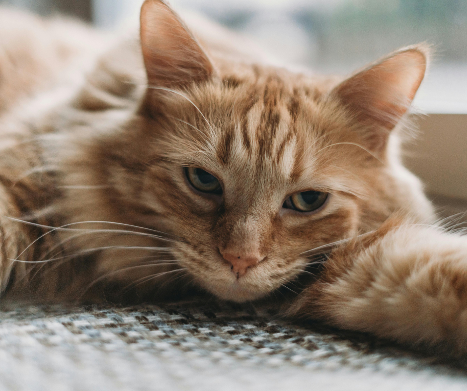 Gato%20rubio%20tranquilo.png?1751387889781