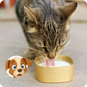 Gato%20tomando%20leche.png?1755054941213