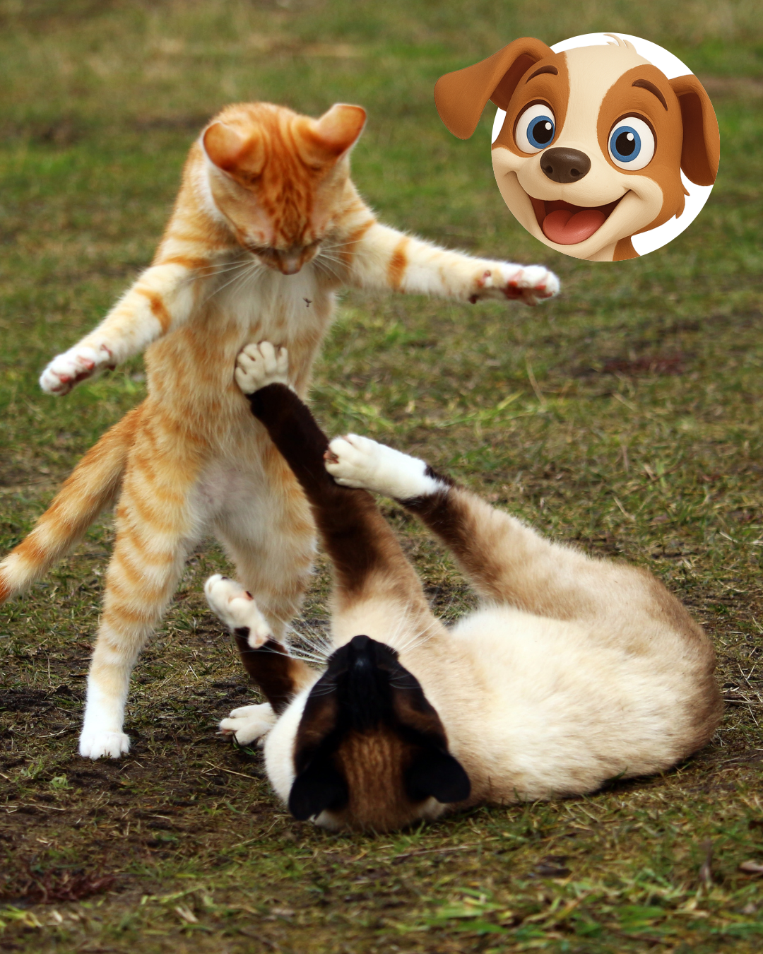 Gatos%20jugando.png?1753834145856