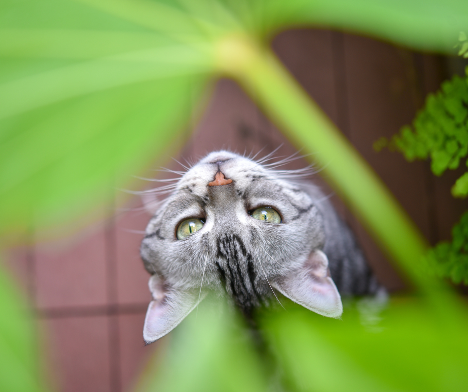 Gatos%20y%20plantas.png?1752617431148