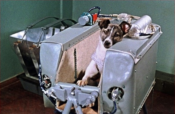 Laika-1.jpg?1750783545652