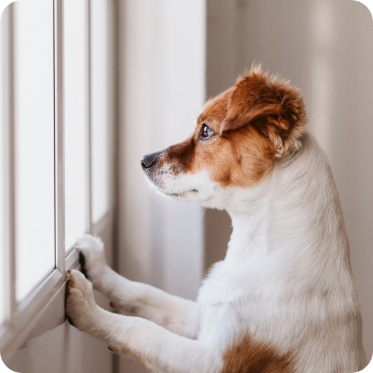 Perrito%20solo%20viendo%20por%20la%20ventana.png?1754414349383
