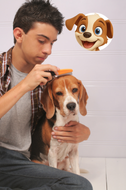 Perro%20cepillado%20de%20pelo.png?1753208176769
