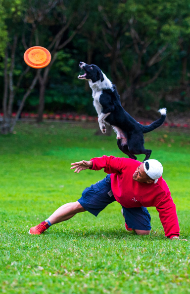 Perro%20jugan%20fresbee.png?1754414018706