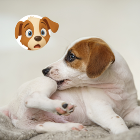 Perro%20rascandose.png?1753208037644