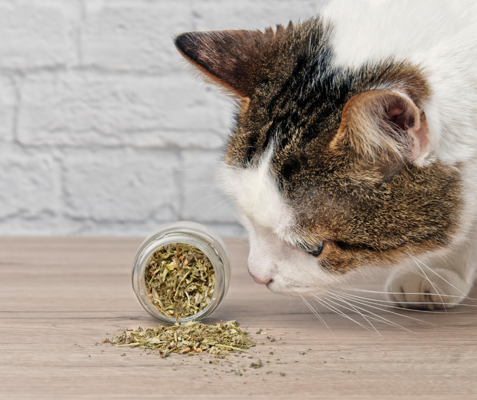 catnip.png?1752617499179