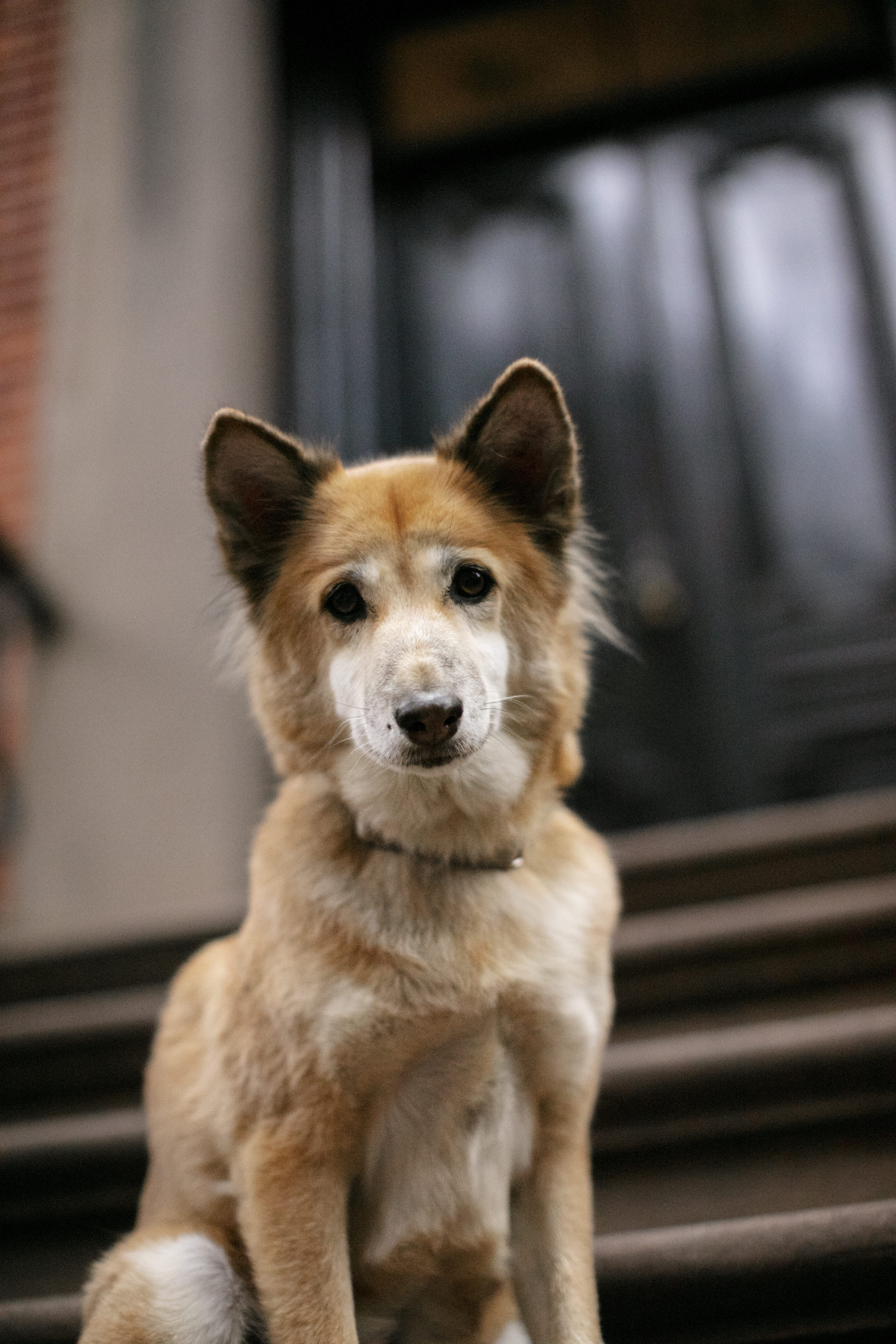 close-up-pet-lifestyle.jpg?1745969279452
