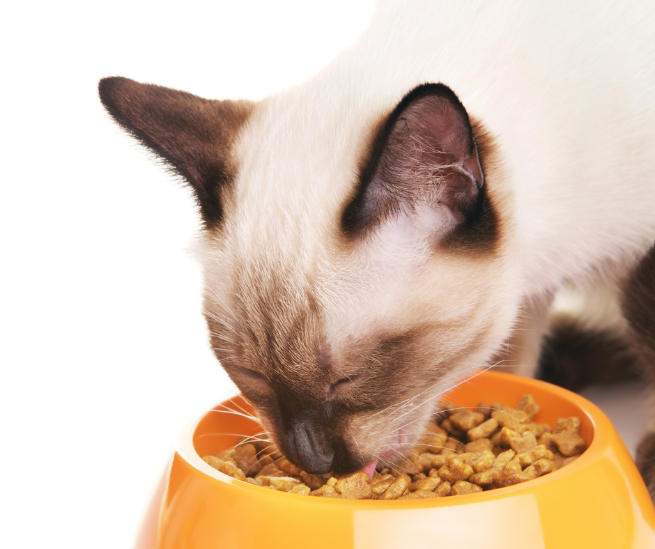 comida%20para%20gato.png?1748370319459