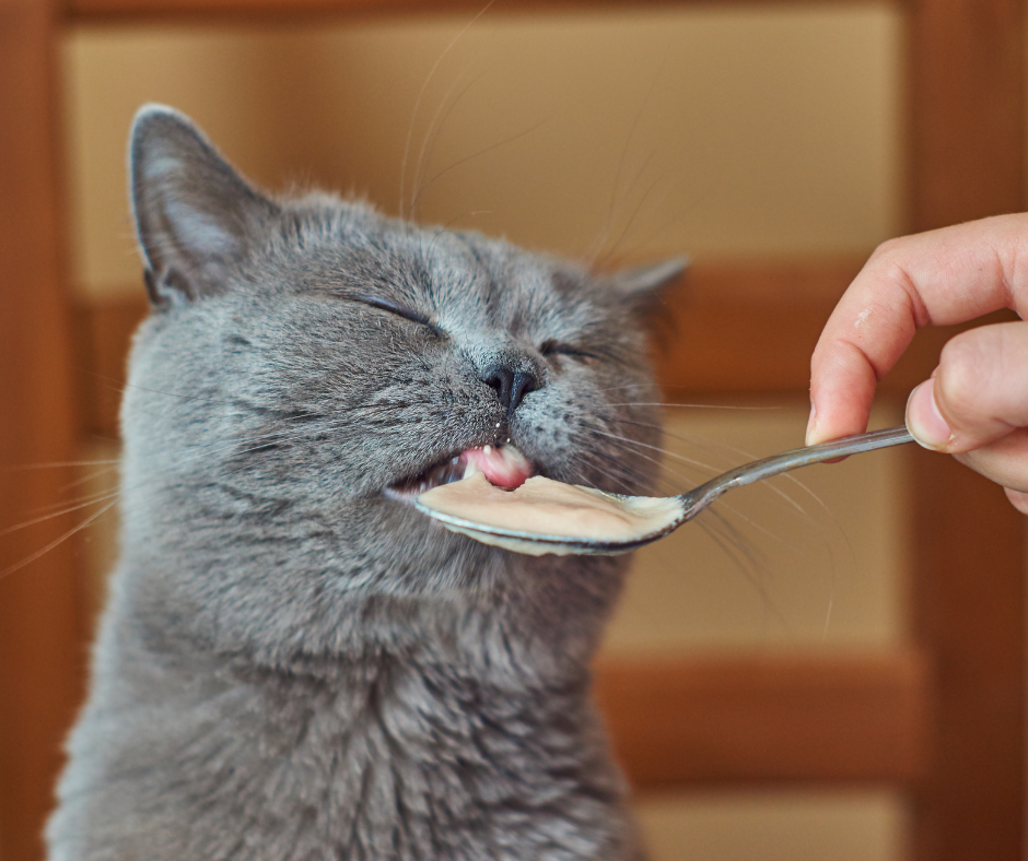 comida%20y%20gatos.png?1752617595403