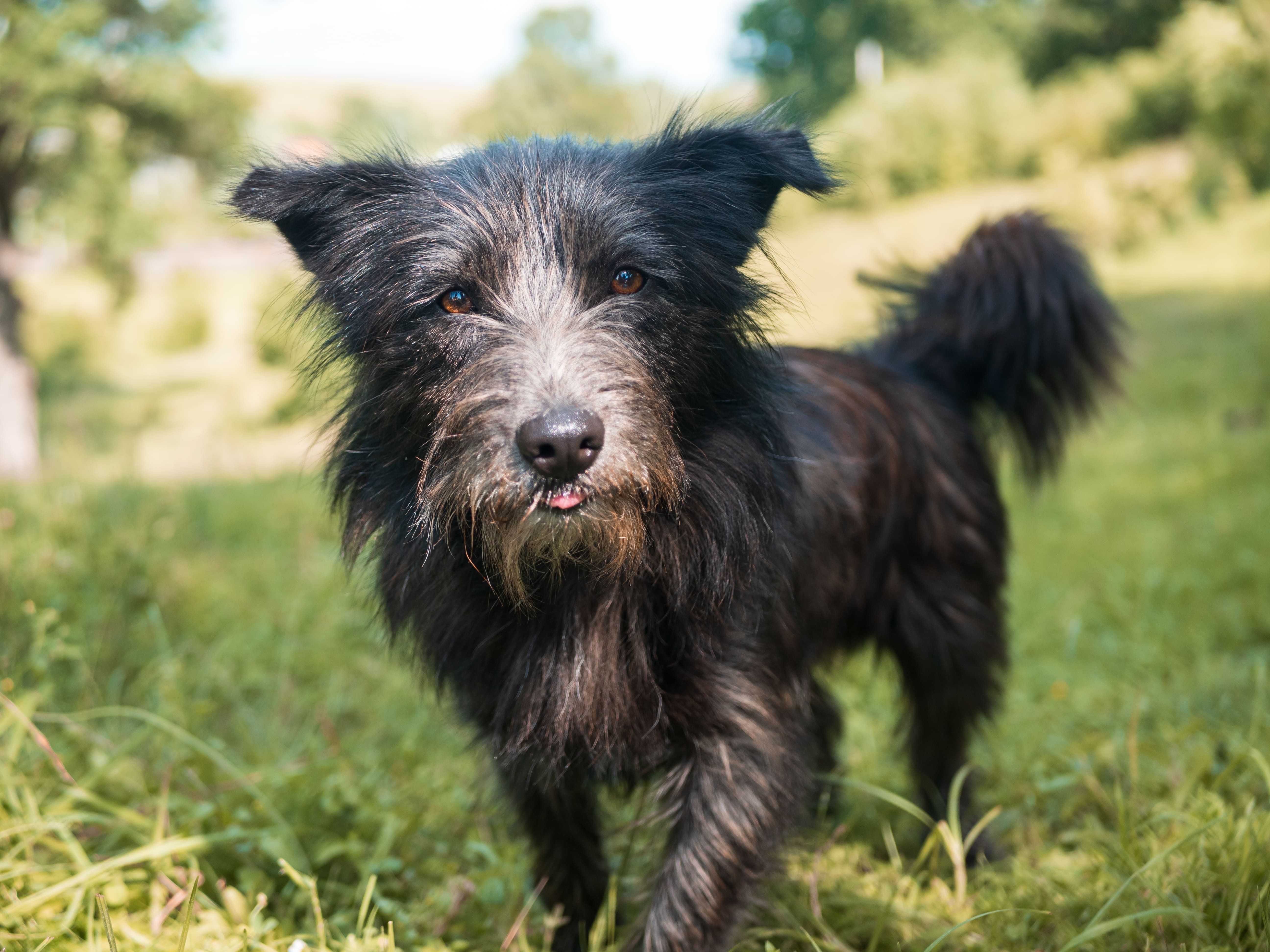 cute-black-terrier-dog-playing-green-grassy-field%20%281%29.jpg?1745969817013
