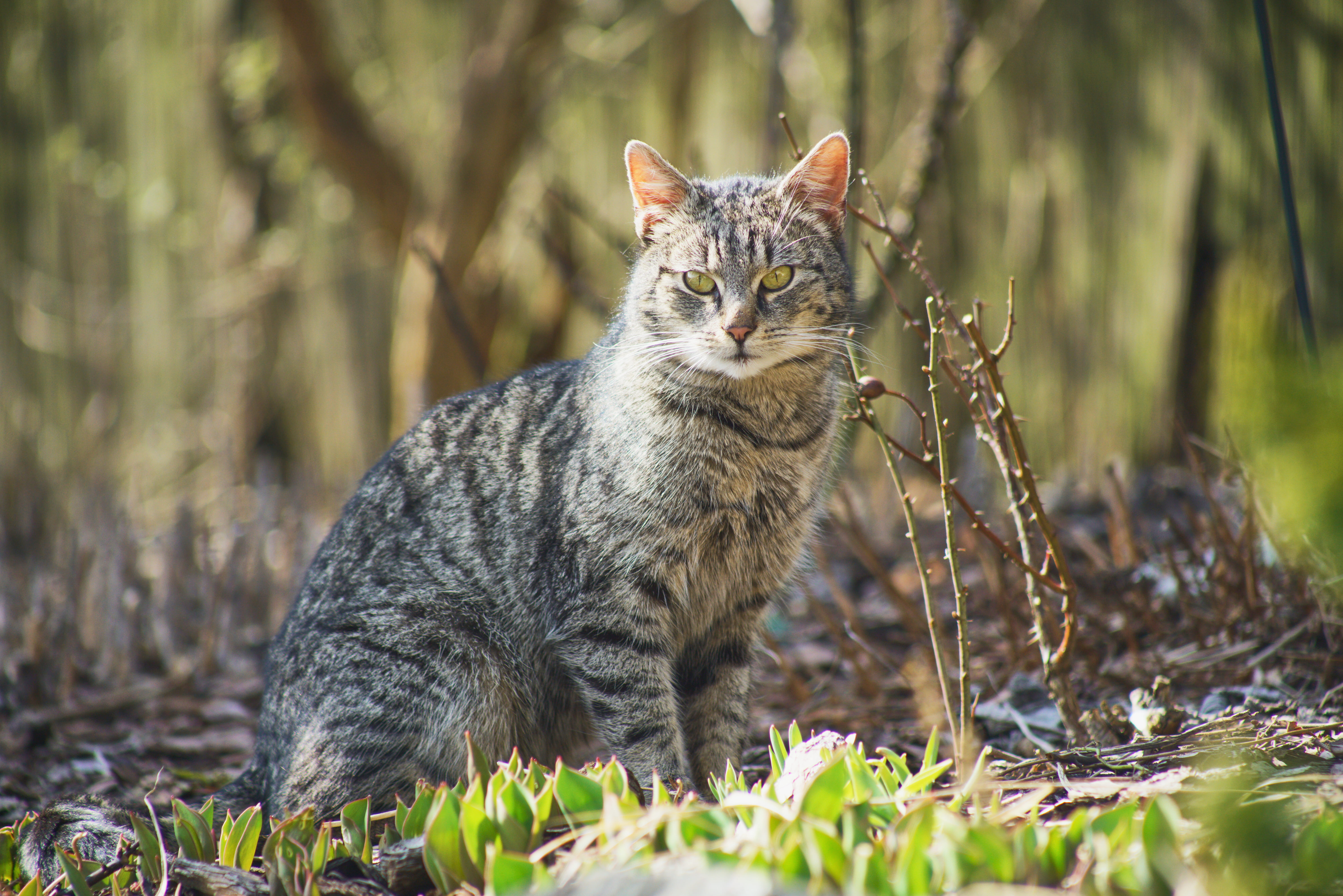 gato-domestico-explorando%20%281%29.jpg?1747159676462