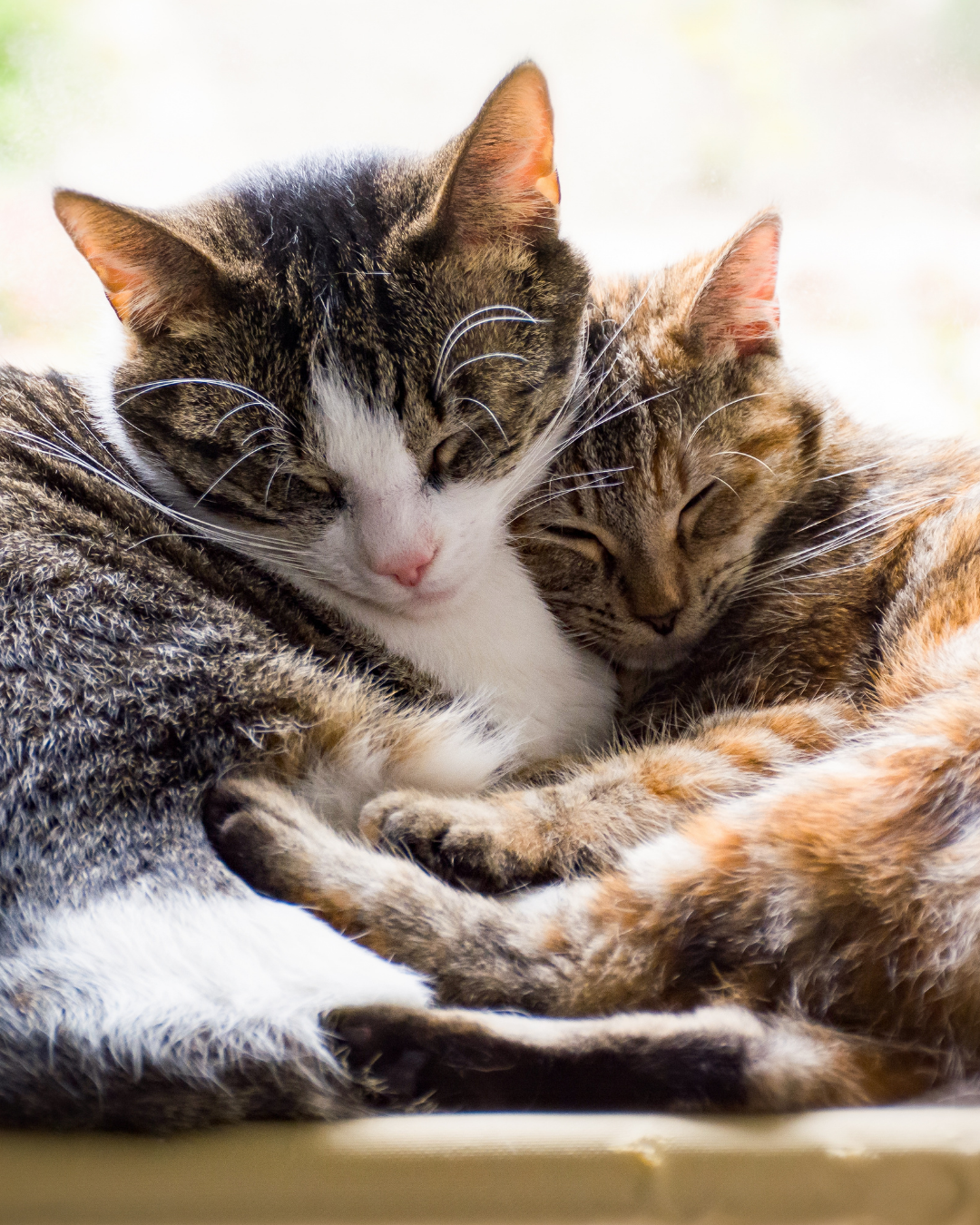 gatos%20conviviendo.png?1753832519905