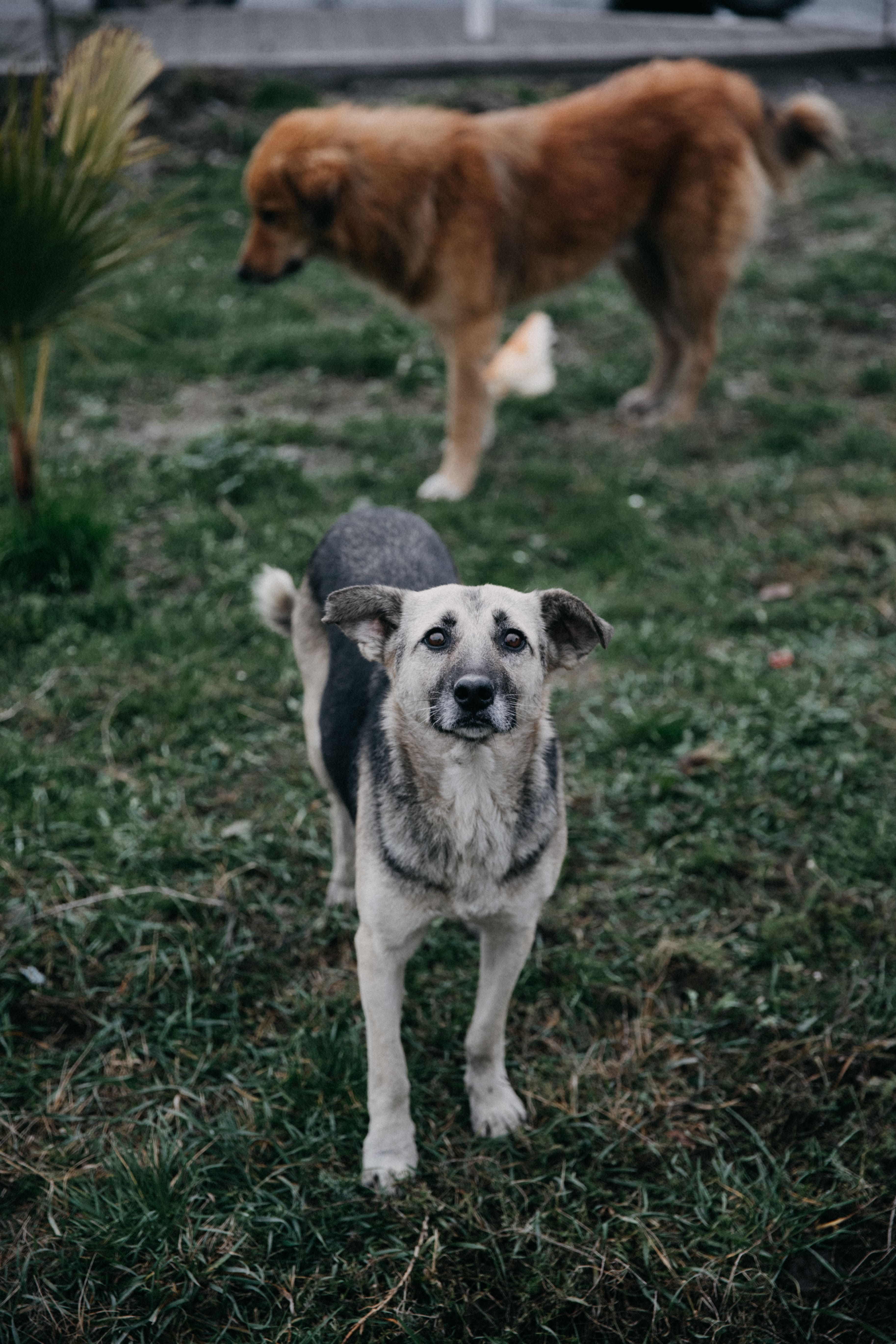 homeless-dogs-walking-park%20%281%29.jpg?1745969085751