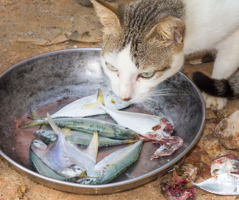 pescado%20crudo.png?1748370221455