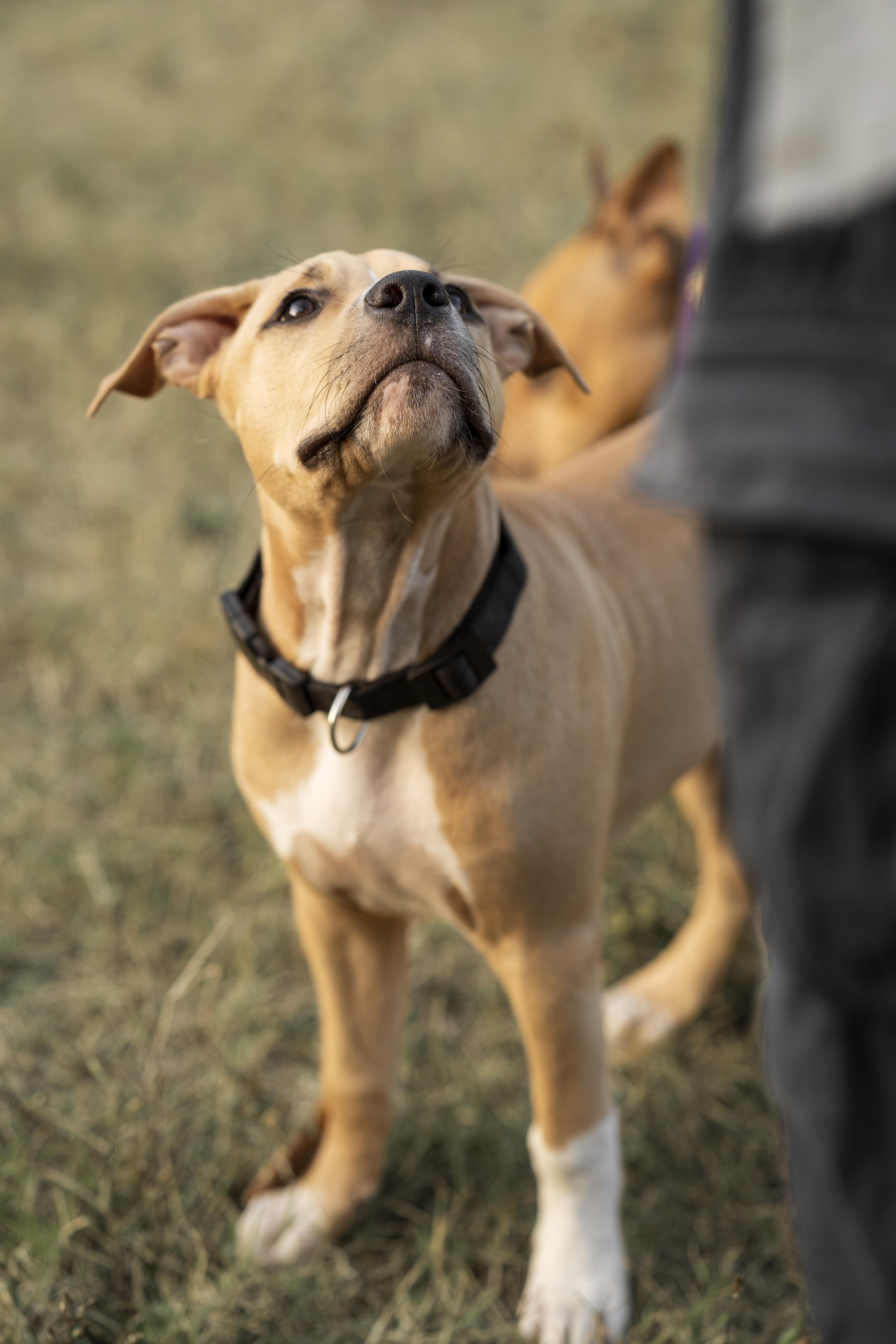 pitbull-looking-up-his-owner%20%281%29.jpg?1745969527141