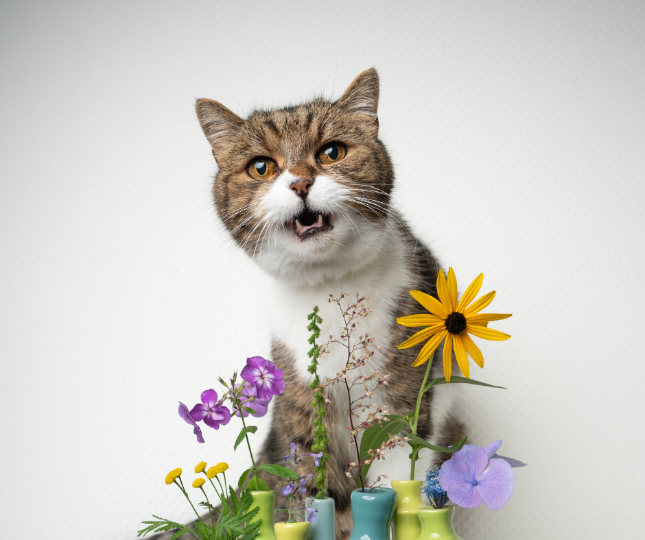 plantas%20toxicas%20en%20gatos.png?1752617715361